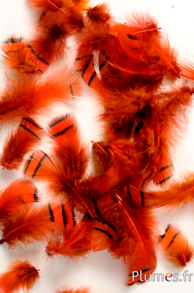 Perdrix - 3-7 cm - orange sanguin